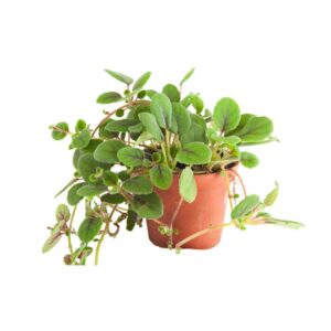 Episcia dianthiflora