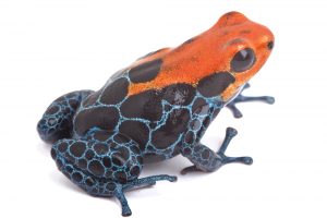 red poison dart frog isolated red poison dart frog isolated,Ranitomeya amazonica Rio Blance. Beautiful vibrant amphibian from tropical rain forest in Peru kept as exotic pet in terrarium