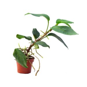 Anthurium scandens