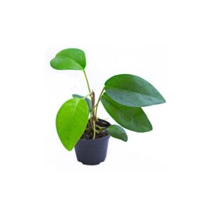 Anthurium spec. Surinam