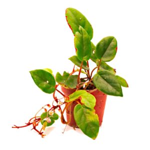 Begonia schulzei begonia elaeagnifolia