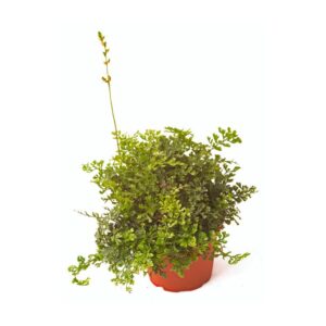 Bolbitis heteroclita „difformis“