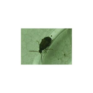Bohnenkäfer <em>Callosobruchus cf.maculatus</em> 500ml