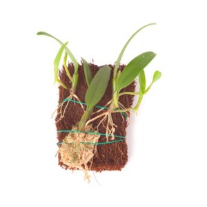 Bulbophyllum odoratissimum