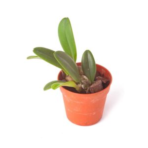 Bulbophyllum sikkimense