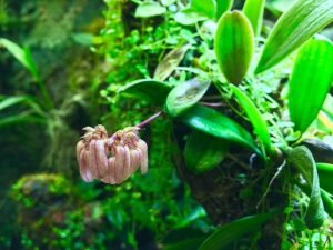 Bulbophyllum sikkimense Blüte