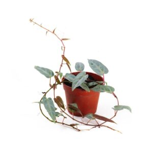 Cissus amazonica <em>Amazonischer Wein</em>