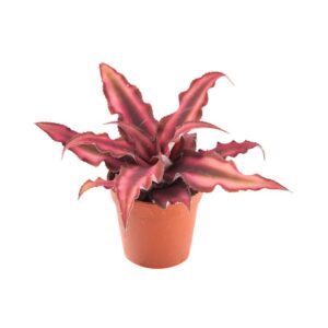 Cryptanthus bivittatus ‘Red Star’ <em>Roter Erdstern</em>