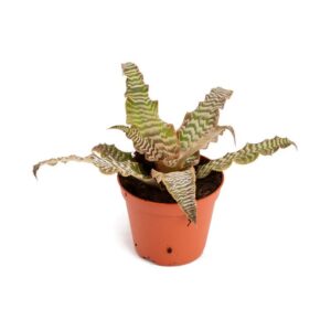 Crypthanthus fosterianus