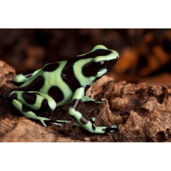 Dendrobates auratus ”Costa Rica”