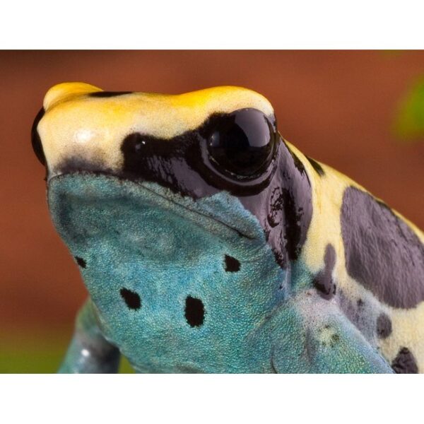 Dendrobates tinctorius ”Patricia“ - Rana Terrarienbau