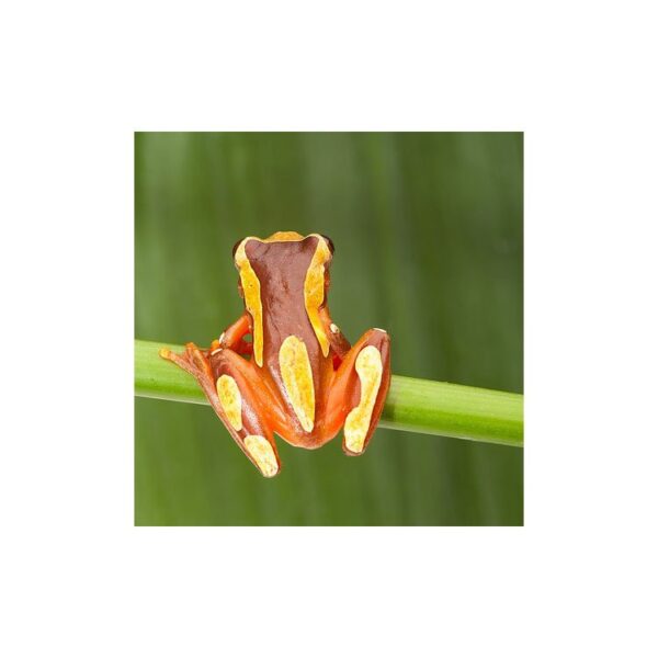 Dendropsophus leucophyllatus Rana Terrarienbau