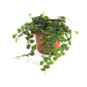 Ficus quercifolia <em>Eichenlaubficus</em>