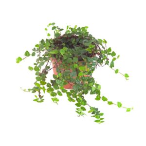 Ficus spec. Kolumbien <em>Kolumbienficus</em>