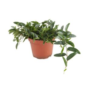 Ficus spec. Panama <em>Panamaficus</ems