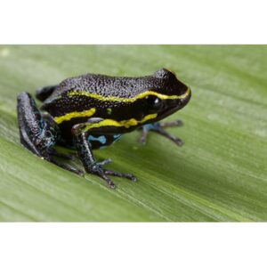 Hyloxalus azureiventris