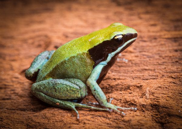 Mantella viridis