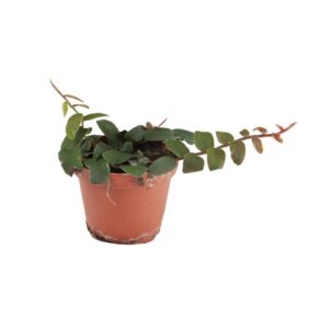 Marcgravia sintenisii