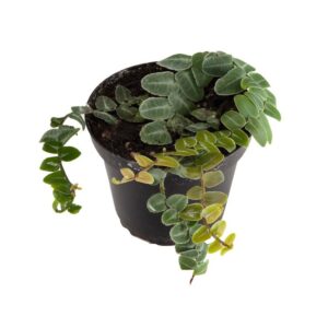 Marcgravia umbellata (spec. Peru)