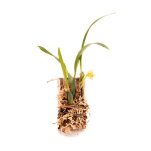Maxillaria variabilis