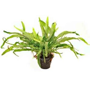 Microsorum pteropus <em>Javafarn</em>