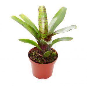 Neoregelia Blushing Tiger