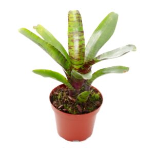 Neoregelia Blushing Tiger