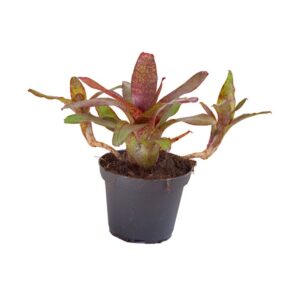 Neoregelia ‘Red Waif’ (ampullacea ‘Zebrina’ x ‘Fireball’)