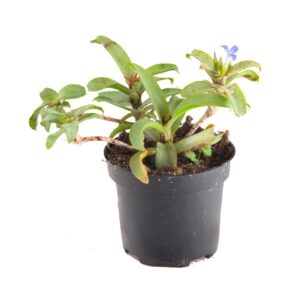 Neoregelia ‘Akeso’ (ampullacea tigrina x lilliputiana)