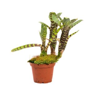 Neoregelia ampullacea var. tigrina