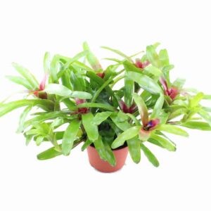 Neoregelia ‘Fireball’ XL <em>DIE Terrarienbromelie</em>