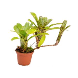 Neoregelia punctatissima