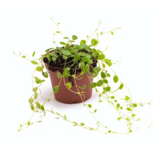 Peperomia spec. Panama