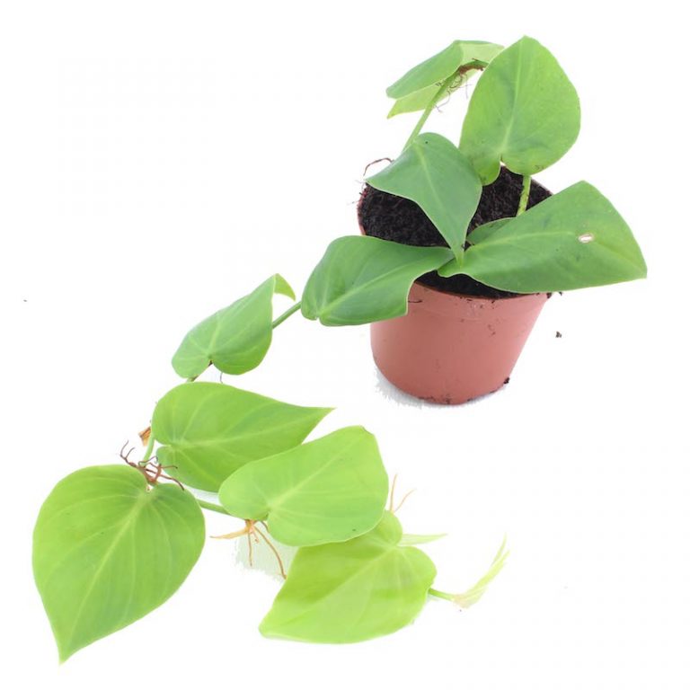 Philodendron melanochrysum Rana Terrarienbau