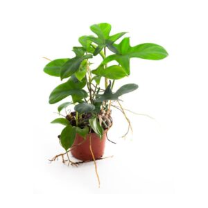 Philodendron laciniatum