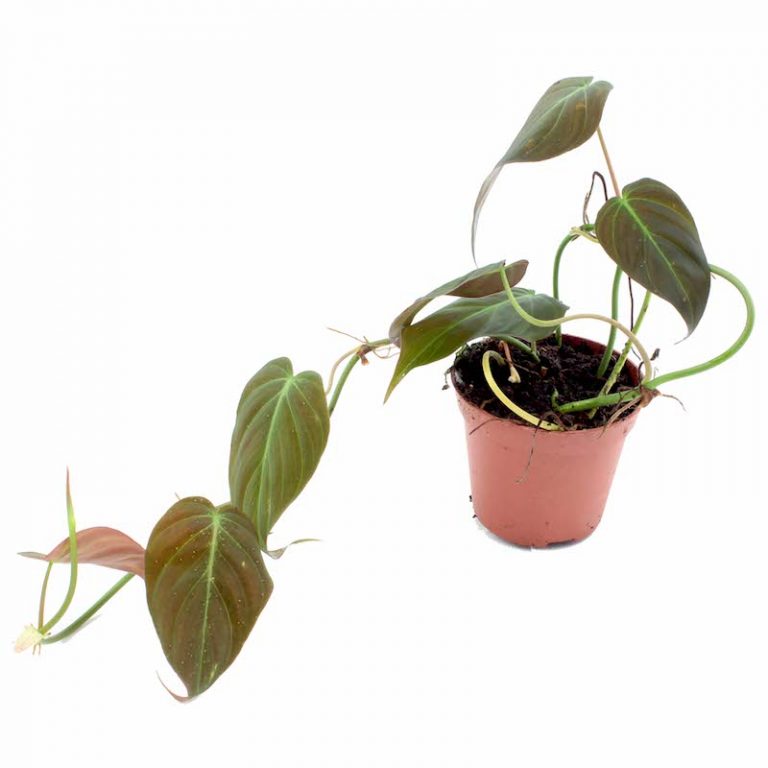 Philodendron polypodioides Rana Terrarienbau
