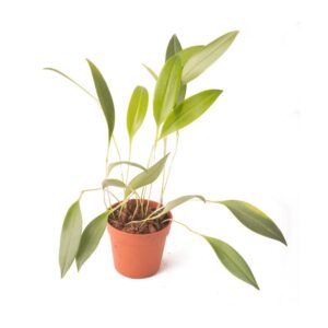 Pleurothallis ruscifolia