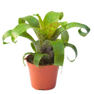 Vriesea fenestralis L