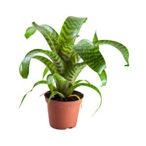 Vriesea hieroglyphica