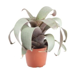 Vriesea saundersii XL