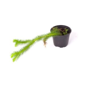 Lycopodium squarrosum