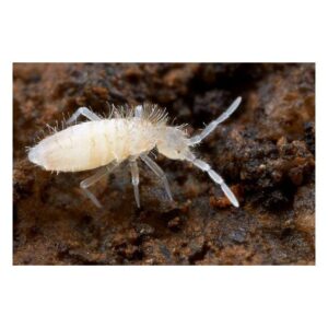 Tropische Springschwänze <em>Collembola</em> 0.5 Liter