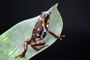 Oophaga pumilio Rio Uyama