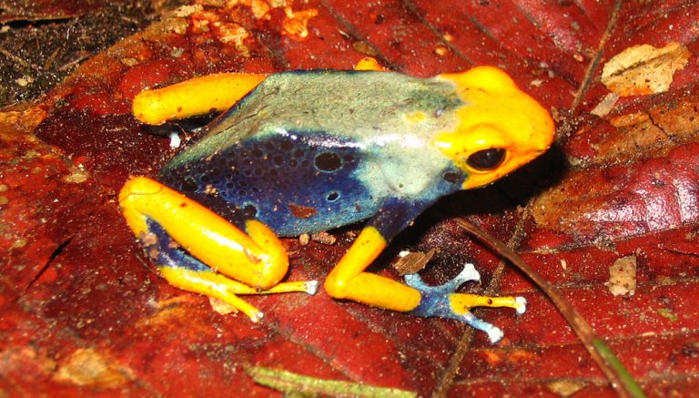 Dendrobates tinctorius Farbvarianten - Rana Terrarienbau