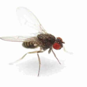 Große Fruchtfliege <em>Drosophila hydei</em> flugunfähig 500ml