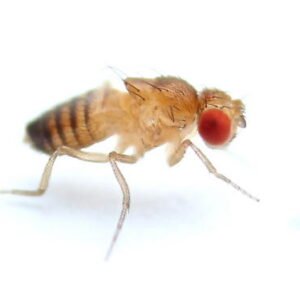 Kleine Fruchtfliege <em>Drosophila melanogaster</em> flugunfähig 500 ml