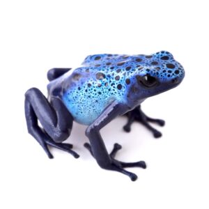 Dendrobates tinctorius ”Azureus”