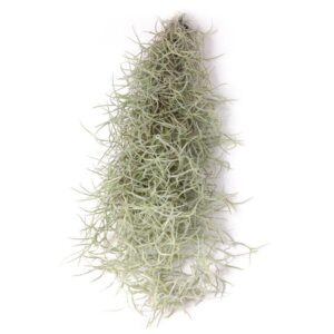 Tillandsia usneoides <em>Spanisches Moos</em>