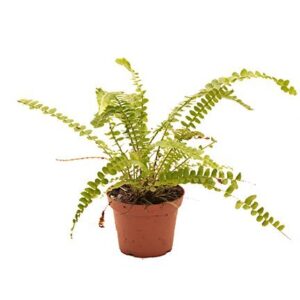 Nephrolepis cordifolia 'Duffy'