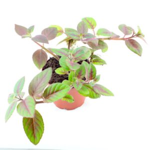 Paradrynomaia spec. Surinam